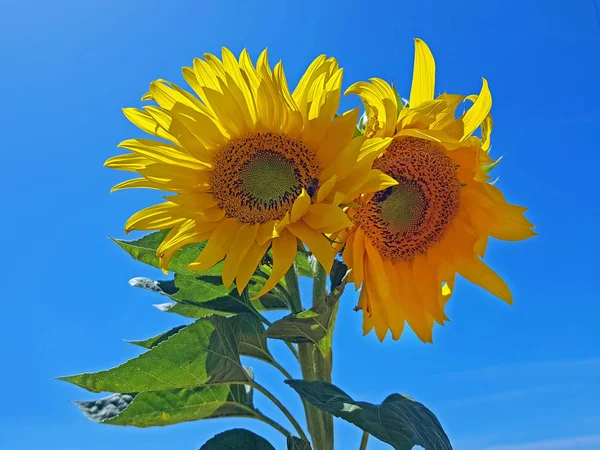 Beautiful sun flowers in the fields from Portugal