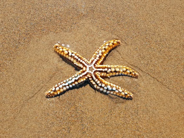 Sjöstjärna på stranden vid Atlanten — Stockfoto