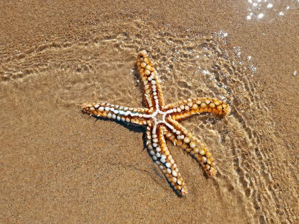 Atlantik Okyanusu'nda sahilde denizyıldızı — Stok fotoğraf