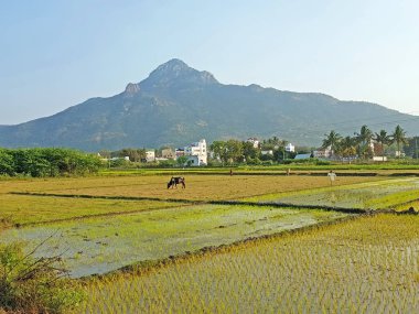 Arunachala Dağı, Tamil Nadu Hindistan 'daki Tiruvannamalai' deki kutsal tepeye gönderme yapar.