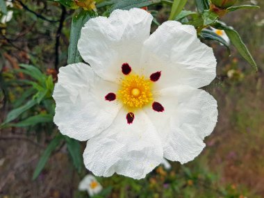 Gum rock rose - Cistus ladanifer in the fields from the countryside in Portugal with waterdrops clipart