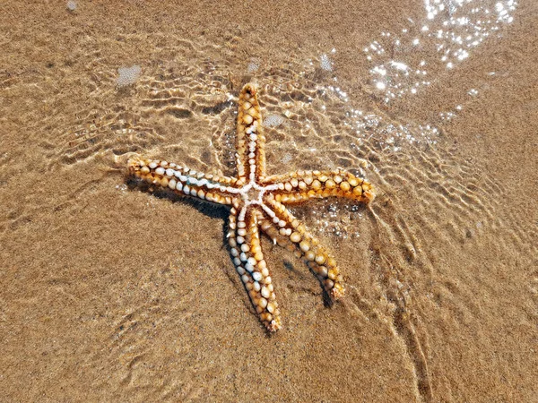 Zeester in het water bij de Atlantische Oceaan — Stockfoto