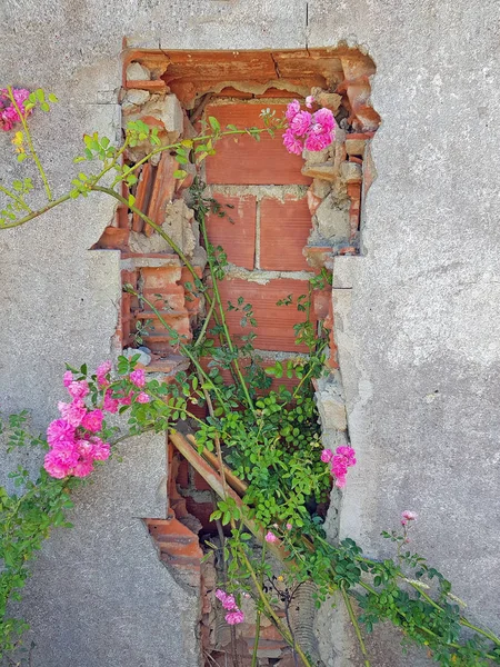 Różowe róże kwitnące na starej ścianie z ruin w Portugalii — Zdjęcie stockowe