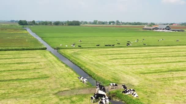 Aerial Cows Countryside Netherlands — Stock Video
