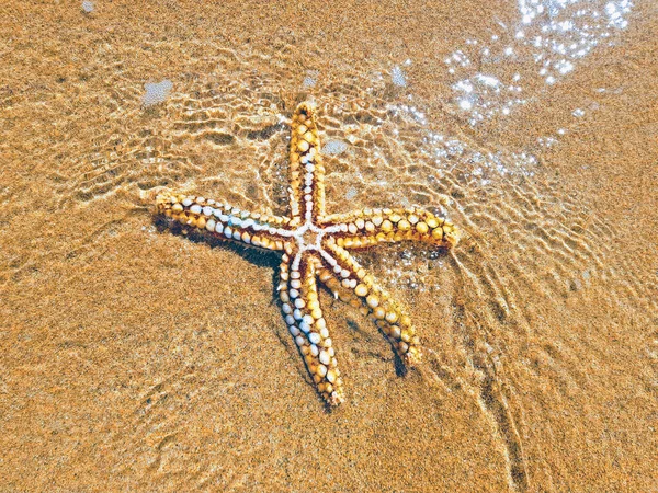 Okyanustan gelen suda seastar — Stok fotoğraf