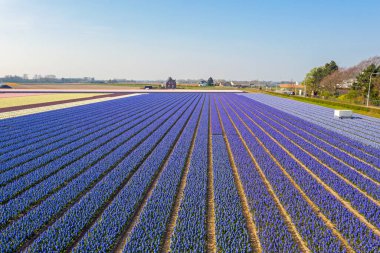 Hollanda 'da, Lisse yakınlarında baharda çiçek açan lale tarlalarının havası