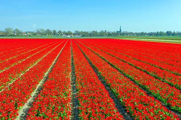 Flyg Från Blommande Tulpanfält Nära Lisse Nederländerna — Stockfoto
