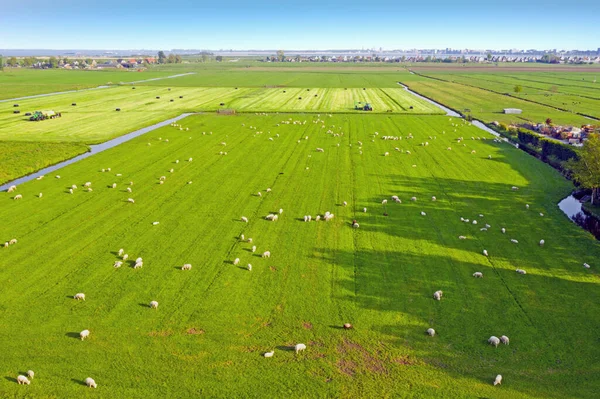 Aerial Sheep Countryside Netherlands — Stock Photo, Image