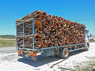 Portekiz 'den taşraya mantar nakli