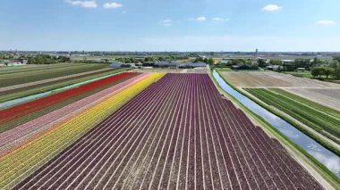 Hollanda kırsalında baharda çiçek açan lale tarlalarının klibi