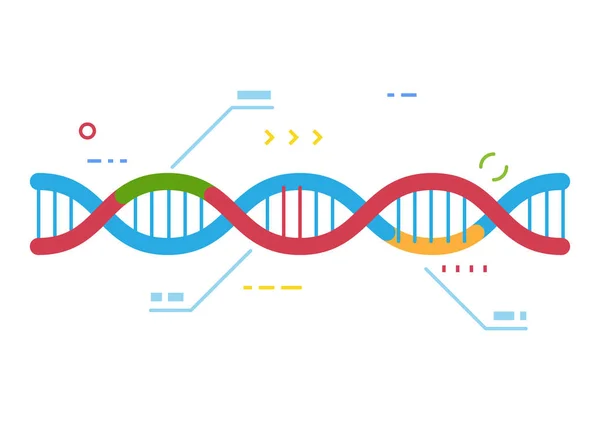 具有不同颜色区域的 Dna Cas 基因修复技术 基因修复和信息图 Dna 的检查 线条样式向量 — 图库矢量图片