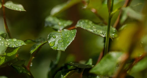 Fechar as gotas de água rolando em folhas verdes no jardim após a chuva — Fotografia de Stock