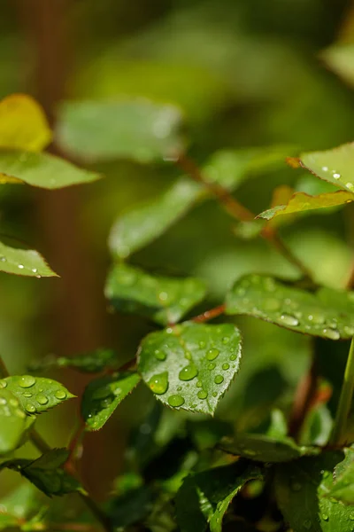 Fechar as gotas de água rolando em folhas verdes no jardim após a chuva — Fotografia de Stock