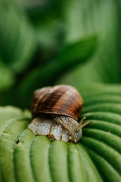 一只蜗牛在绿色的大叶子上滑行时的闭锁 — 图库照片