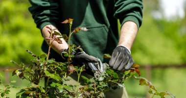 Genç bir bahçıvan bahçede gül buduyor.