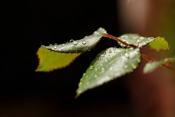 Fechar as gotas de água rolando em folhas verdes no jardim após a chuva — Fotografia de Stock