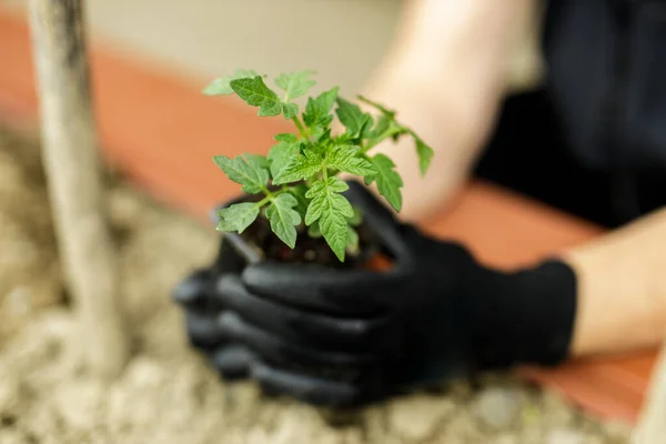 Jardinero planta tomate en el jardín con guante negro — Foto de Stock