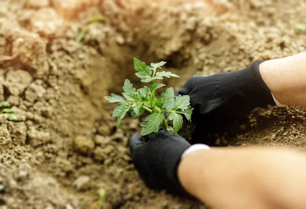 Jardinero planta tomate en el jardín con guante negro — Foto de Stock