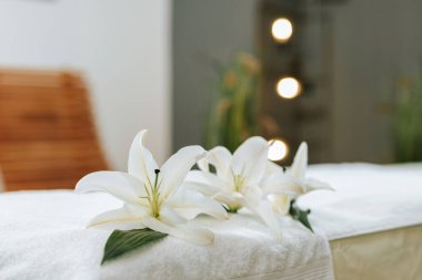 Masör ve hastasıyla güzellik tedavisi konsepti. Masör spa salonunda kadın vücuduna masaj yapıyor. Kahverengi kıvırcık saçlı ve kreol tenli güzel kız masaj yaptırıyor..
