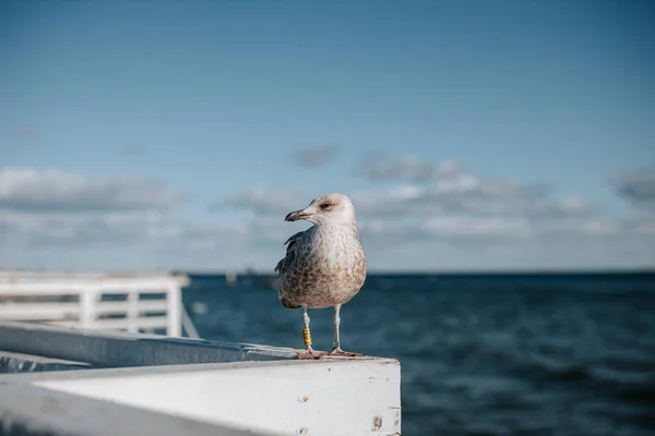 Close Pictur Calm Friendly Gray Seagull Sopot Beautifull Part Gdansk — Stock Photo, Image