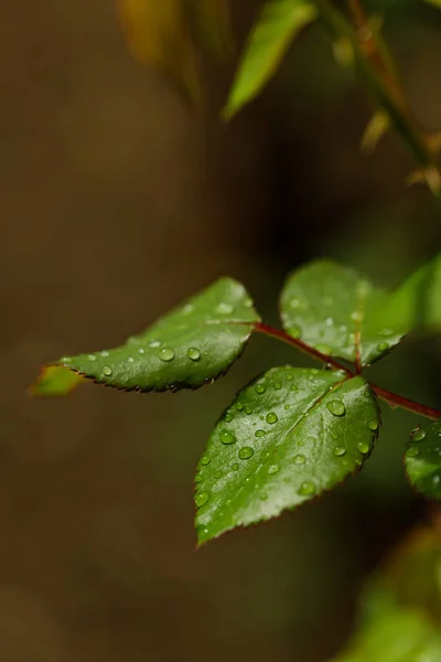 Gotas Água Após Chuva Folhas Verdes Jardim Fechar Macrofotografia Gotas — Fotografia de Stock