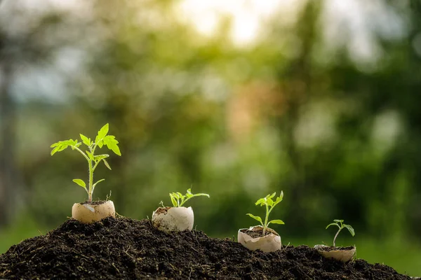 Plantación Tomate Joven Pequeño Cáscara Huevo Jardín Planta Cultivada Naturalmente — Foto de Stock