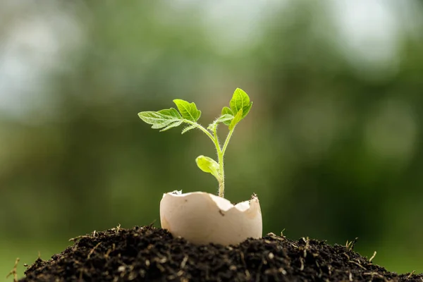 Planta joven creciendo en cáscara de huevo en el jardín — Foto de Stock