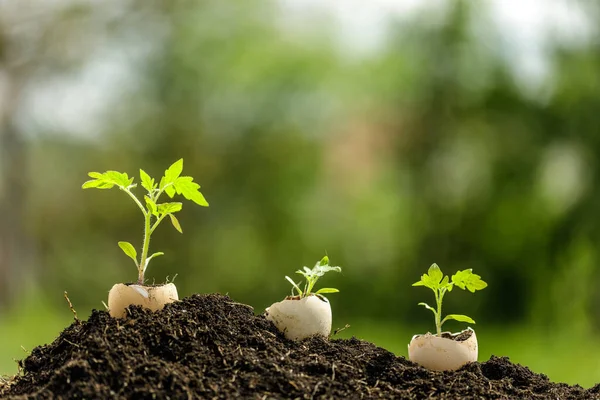 Planta joven creciendo en cáscara de huevo en el jardín — Foto de Stock