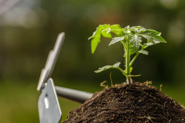 Plantación de tomate joven en el jardín — Foto de Stock