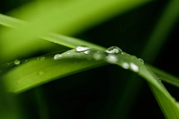 Fechar as gotas de água rolando em folhas verdes no jardim após a chuva — Fotografia de Stock