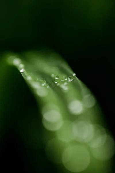 Fechar as gotas de água rolando em folhas verdes no jardim após a chuva — Fotografia de Stock