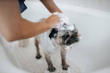 Köpek bakımı konsepti. Salonda köpekleri tımar edip yıkıyorlar.