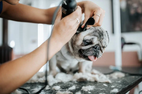 Konzept der Hundepflege. Mops im Salon pflegen und waschen — Stockfoto