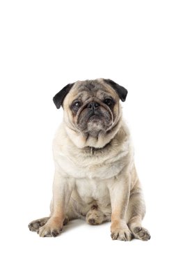 Tatlı olgun Pug köpeği beyaz izole arka planda oturuyor. Komik köpek pozları