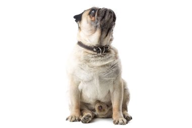 Tatlı olgun Pug köpeği beyaz izole arka planda oturuyor. Komik köpek pozları