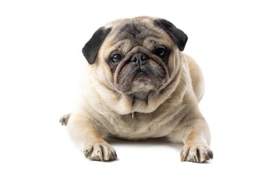 Tatlı olgun Pug köpeği beyaz izole arka planda oturuyor. Komik köpek pozları