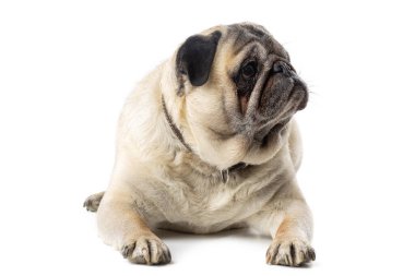 Tatlı olgun Pug köpeği beyaz izole arka planda oturuyor. Komik köpek pozları