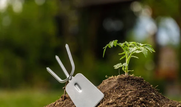 Plantación de tomate joven en el jardín — Foto de Stock