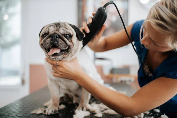 Την έννοια της περιποίησης σκύλων. Περιποίηση και πλύσιμο pug σκυλί ψωμί στο σαλούν — Φωτογραφία Αρχείου