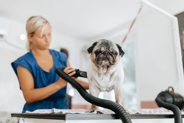 Concepto de aseo para perros. Aseo y lavado perro de pan pug en el salón —  Fotos de Stock