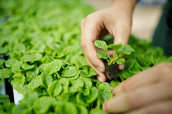 Closeup photo of female gardeners hands while plant a little green plant — Stock Photo, Image