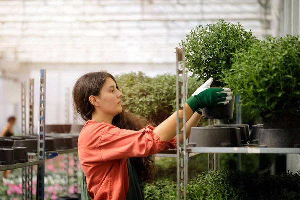 Cropped portrait of young female gardener in the sunny greenhouse — Stock Photo, Image