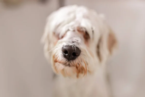 Purebreed branco Bichon filhote de cachorro tomando banho por esteticista animal de estimação — Fotografia de Stock