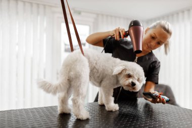 Evcil hayvan güzellik uzmanının kuaföründe duş alıp kurutma.
