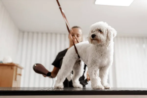 Σκύλος ντους και στέγνωμα στο σαλόνι καλλωπισμού από κατοικίδιο ζώο αισθητικός — Φωτογραφία Αρχείου