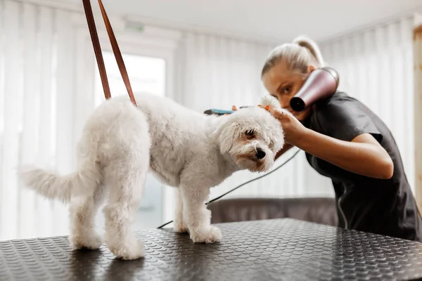 Douche et séchage pour chien au salon de toilettage par un esthéticien pour animaux de compagnie — Photo