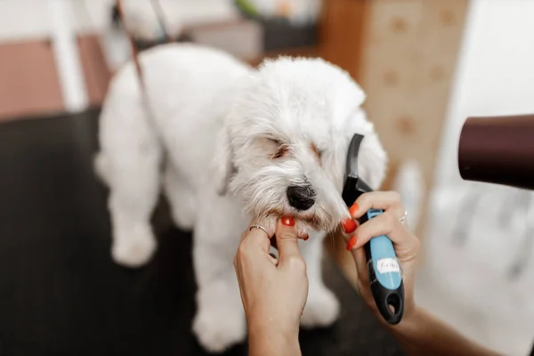 Hondendouchen en drogen in de grooming saloon door schoonheidsspecialiste — Stockfoto