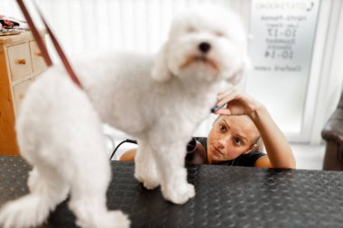 Evcil hayvan güzellik uzmanının kuaföründe duş alıp kurutma.