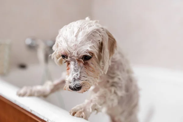 Purebreed branco Bichon filhote de cachorro tomando banho por esteticista animal de estimação — Fotografia de Stock