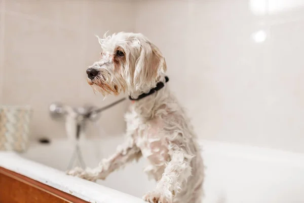 Purebreed branco Bichon filhote de cachorro tomando banho por esteticista animal de estimação — Fotografia de Stock